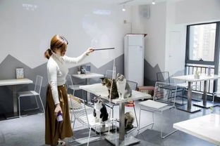 綿陽貓咪咖啡館 超萌文藝體驗，甜點擊潰少女心